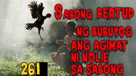 bertud ng bubuyog|BERTUD NG BUBUYOG NASECRETO NG MGA SABONGERO .
